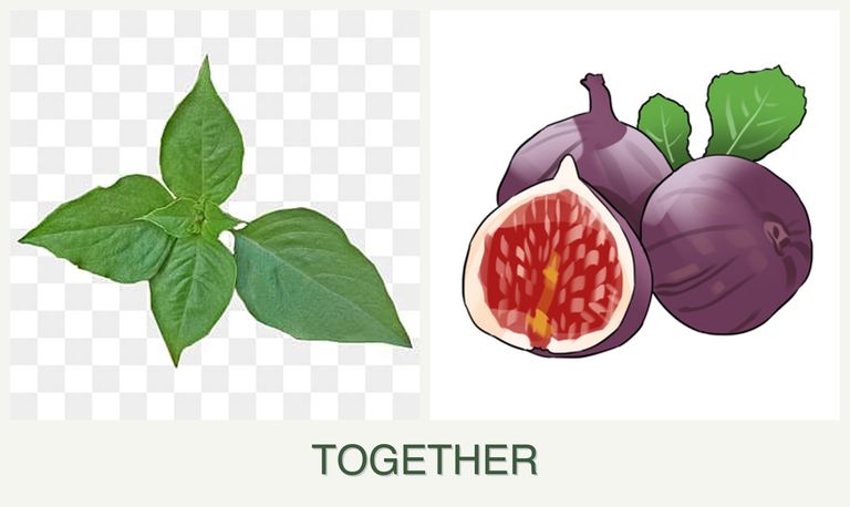 Can you plant basil and figs together?