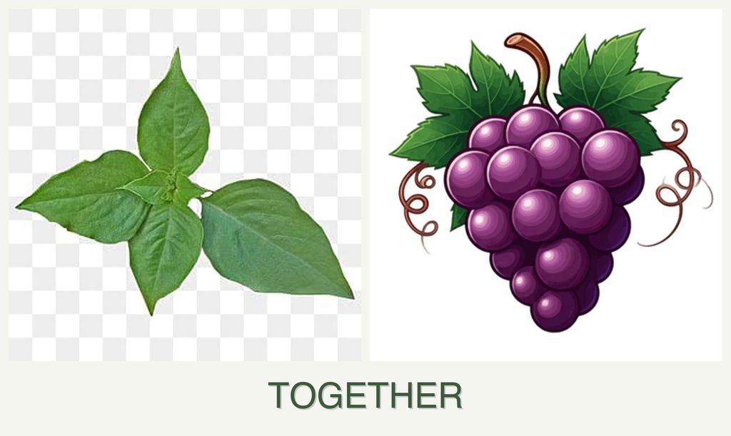 Can you plant basil and grapes together?