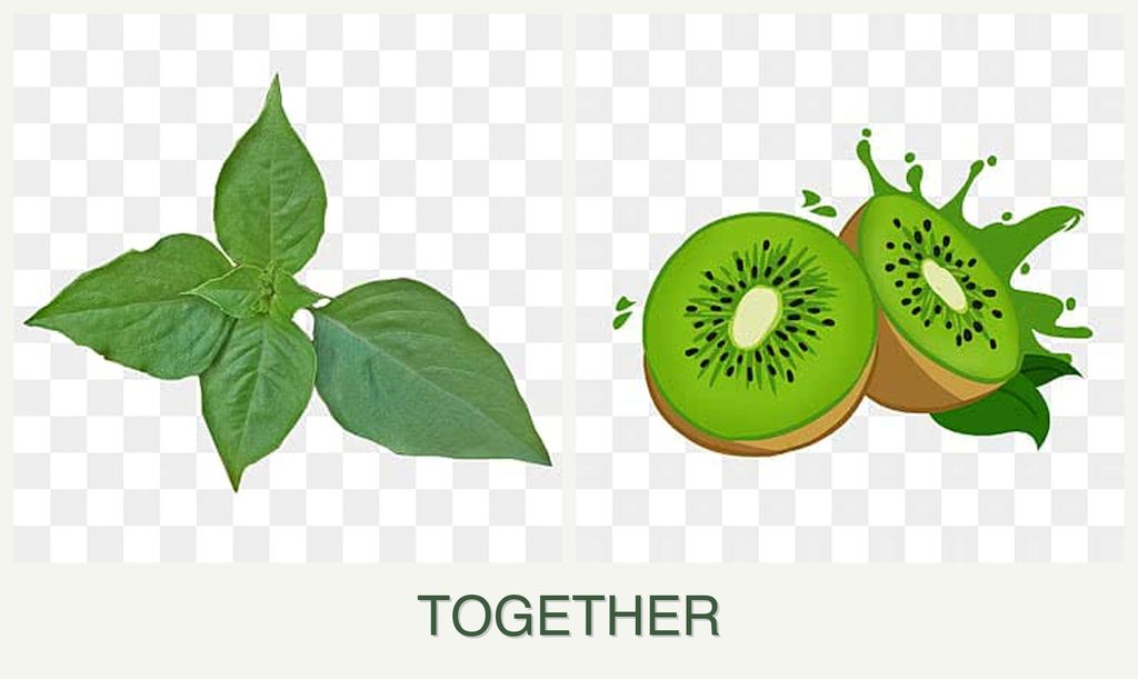 Can you plant basil and kiwi together?