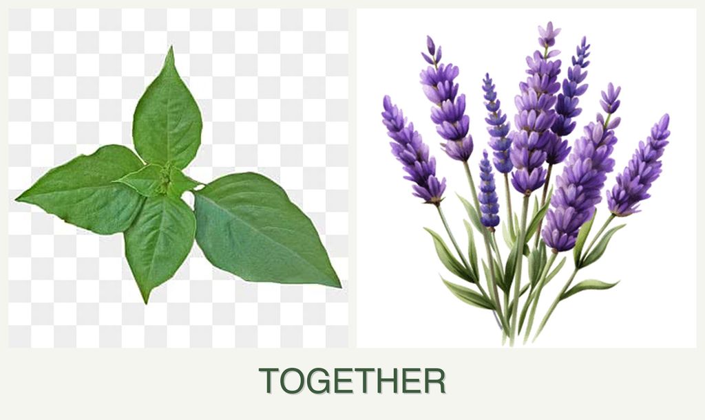 Can you plant basil and lavender together?