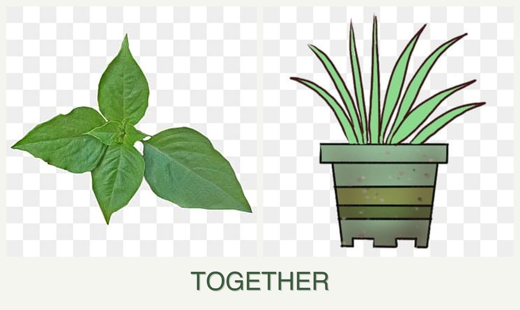Can you plant basil and lemongrass together?