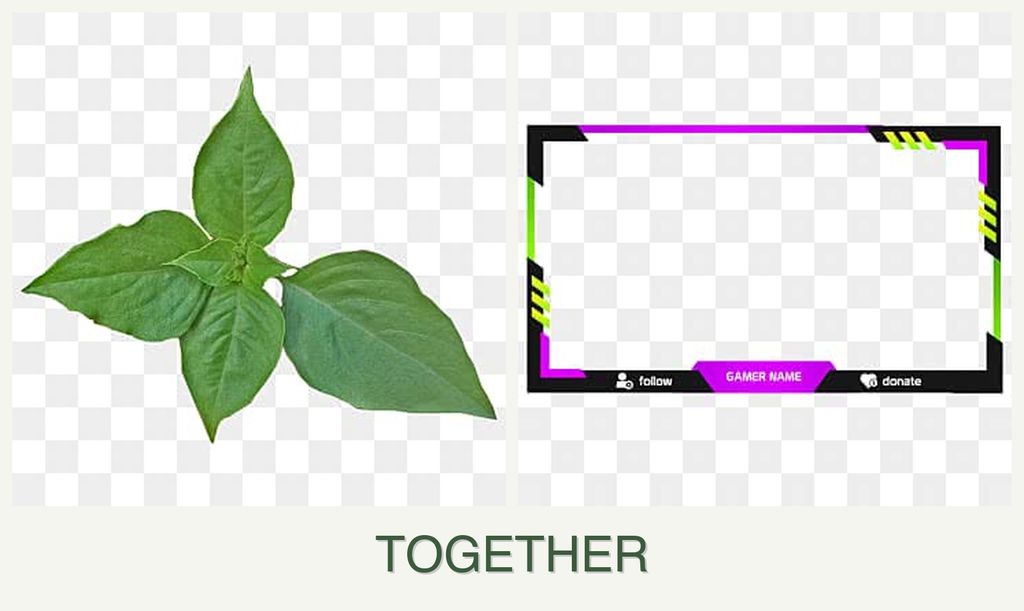 Can you plant basil and limes together?