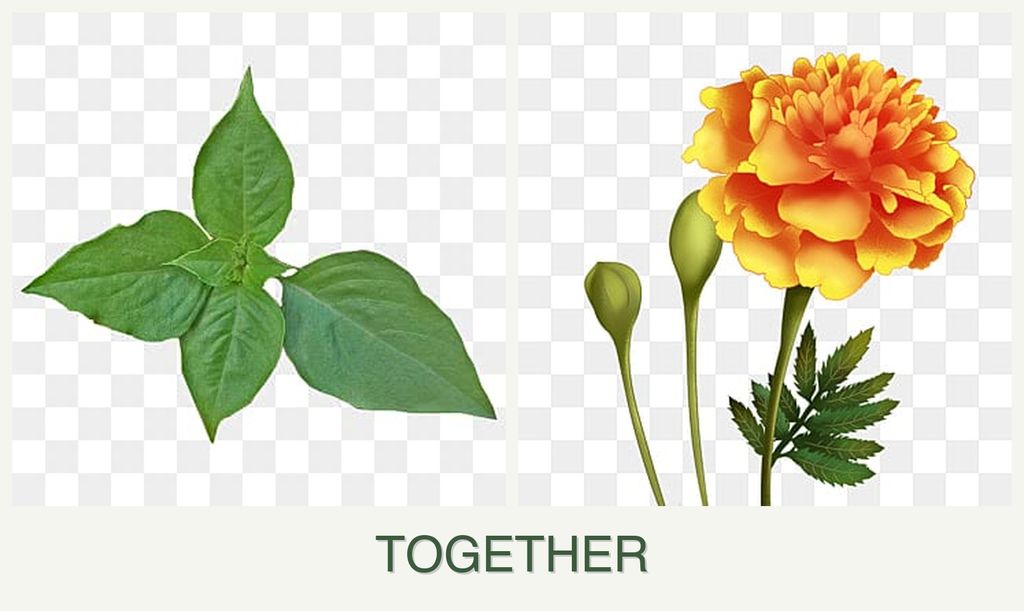 Can you plant basil and marigolds together?