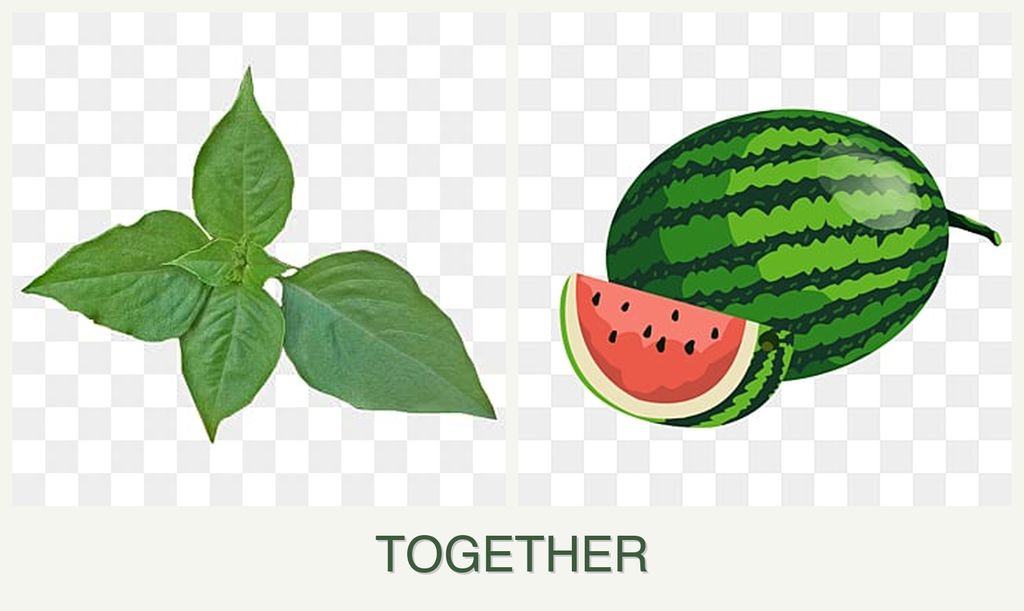 Can you plant basil and melons together?