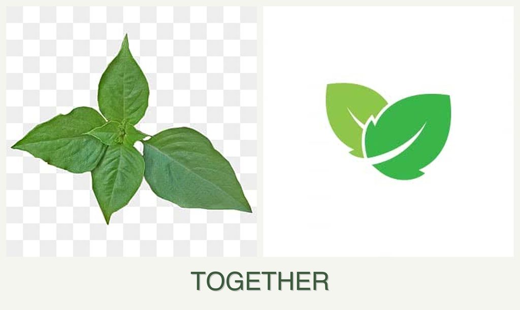 Can you plant basil and mint together?
