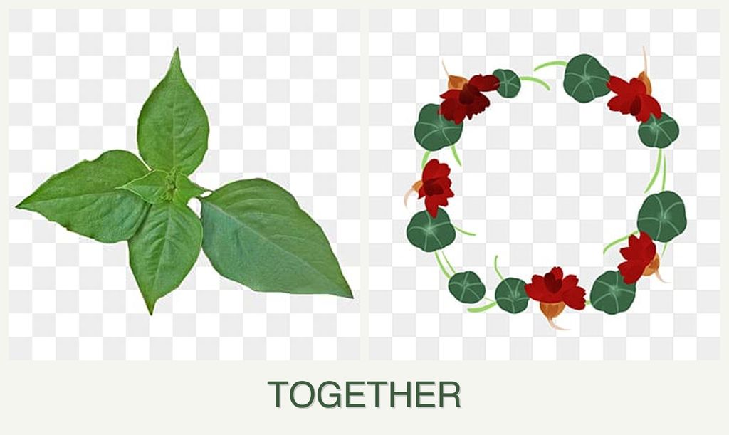 Can you plant basil and nasturtiums together?