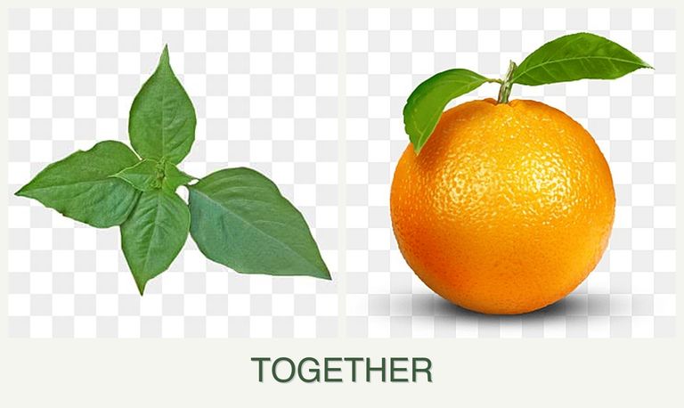 Can you plant basil and oranges together?