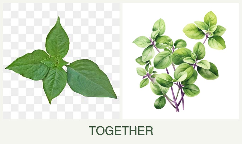 Can you plant basil and oregano together?