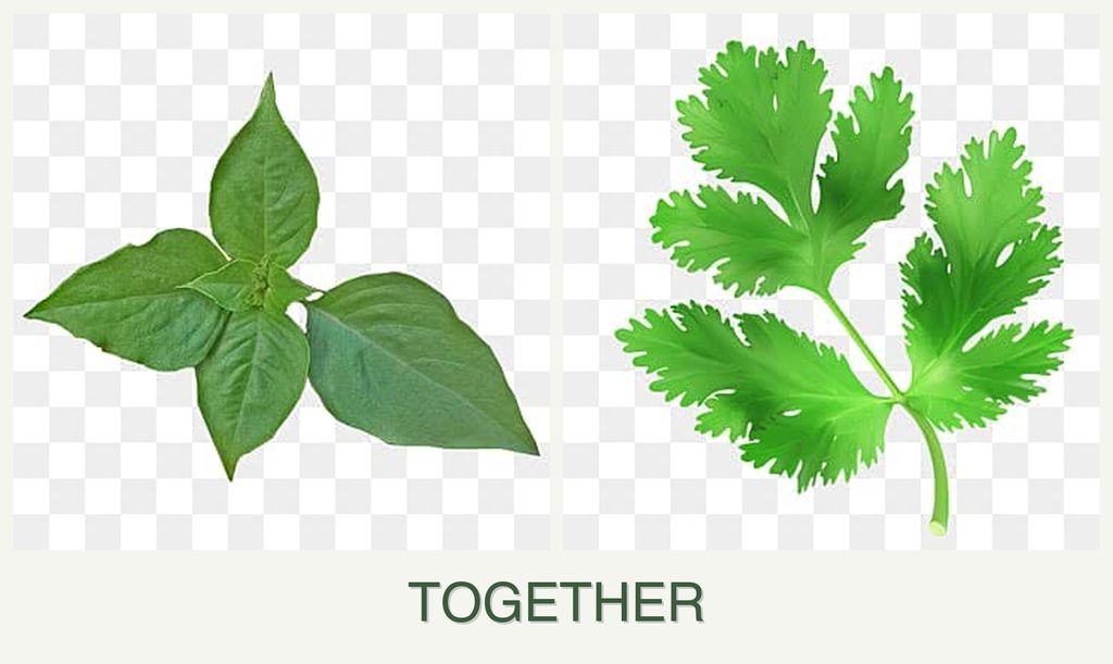 Can you plant basil and parsley together?