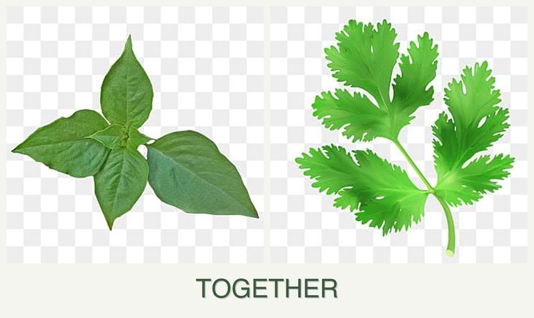Can you plant basil and parsley together?
