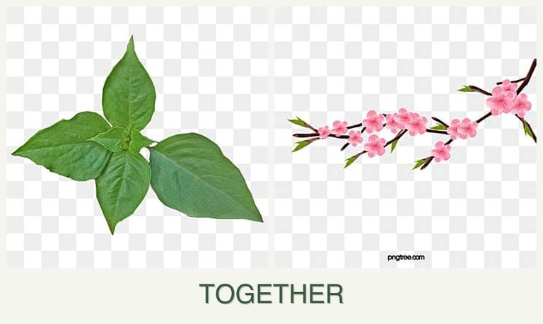 Can you plant basil and peaches together?