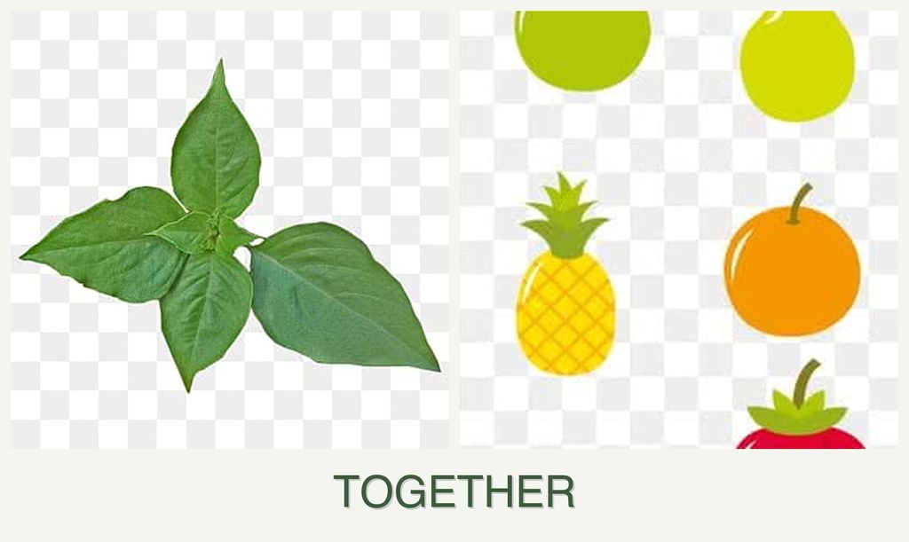 Can you plant basil and pears together?