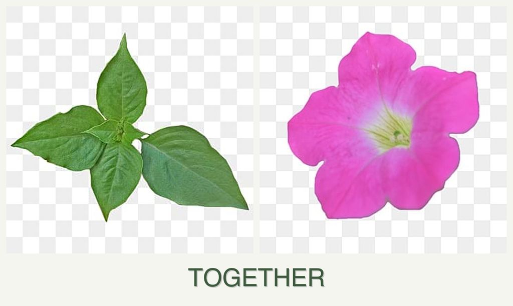 Can you plant basil and petunias together?
