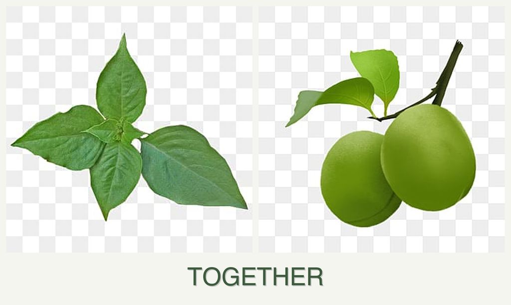 Can you plant basil and plums together?