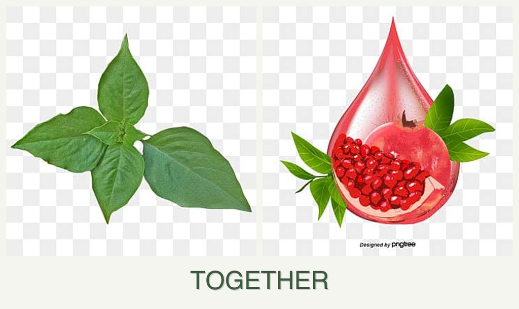 Can you plant basil and pomegranates together?