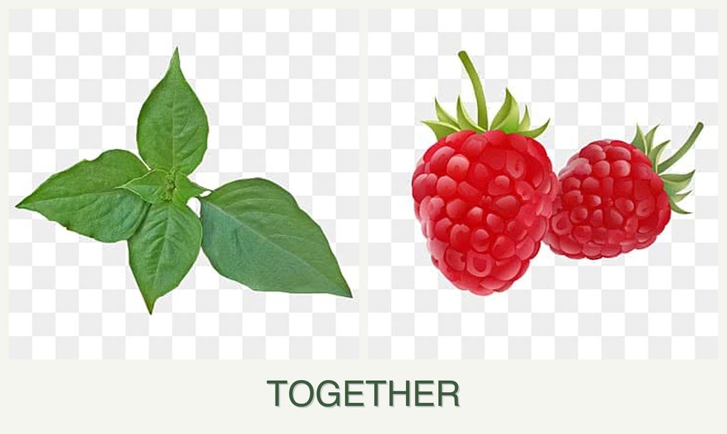 Can you plant basil and raspberries together?