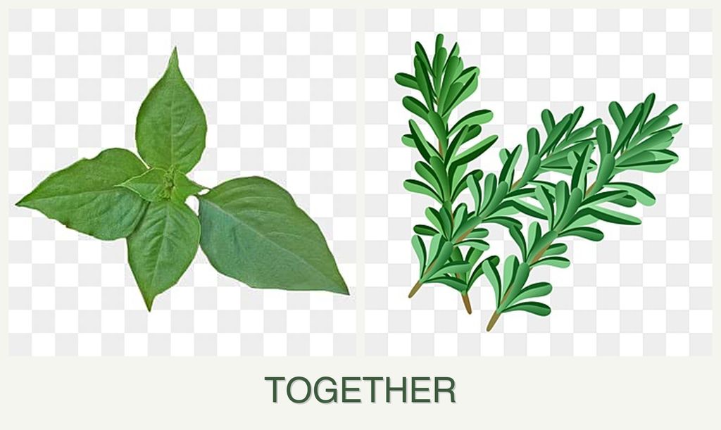Can you plant basil and rosemary together?
