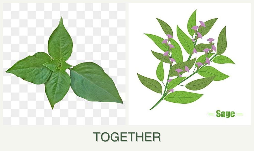Can you plant basil and sage together?