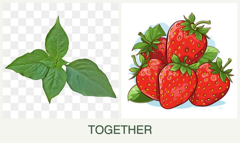 Can you plant basil and strawberries together?