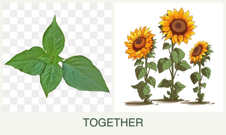 Can you plant basil and sunflowers together?