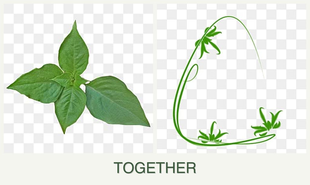 Can you plant basil and tarragon together?