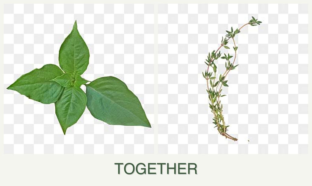 Can you plant basil and thyme together?