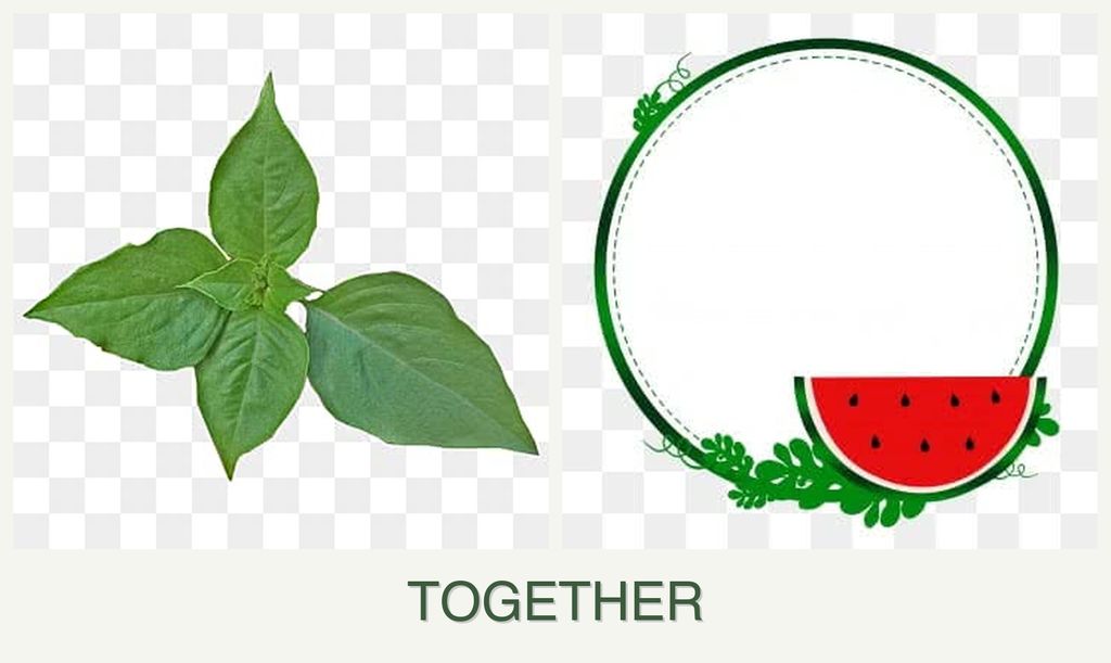 Can you plant basil and watermelons together?