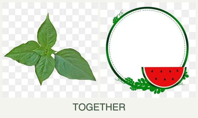 Can you plant basil and watermelons together?