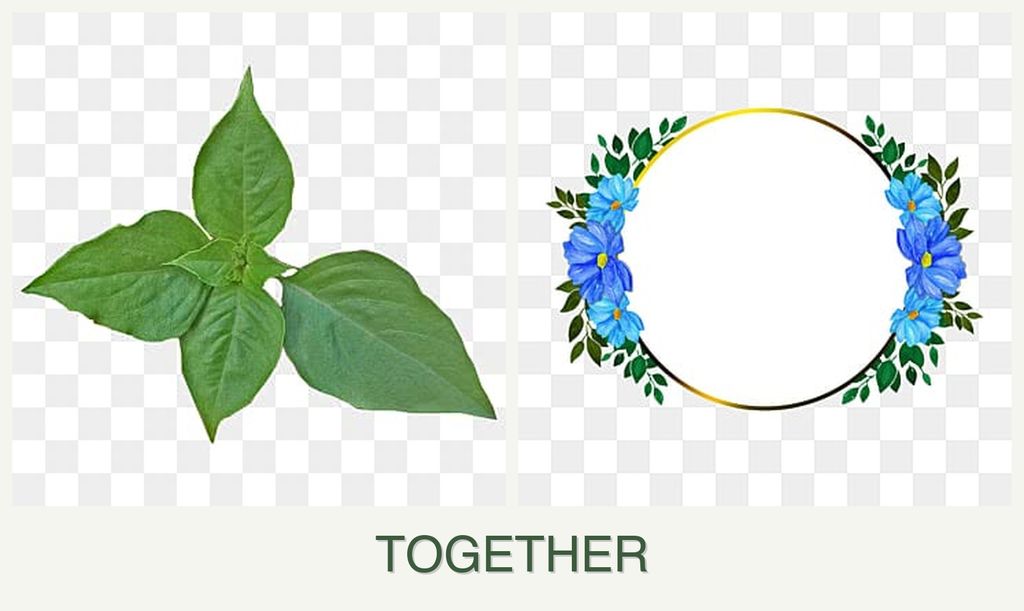 Can you plant basil and zinnias together?