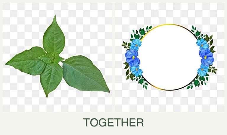 Can you plant basil and zinnias together?