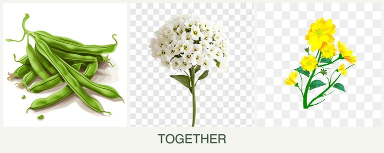 Can you plant beans, alyssum and calendula together?