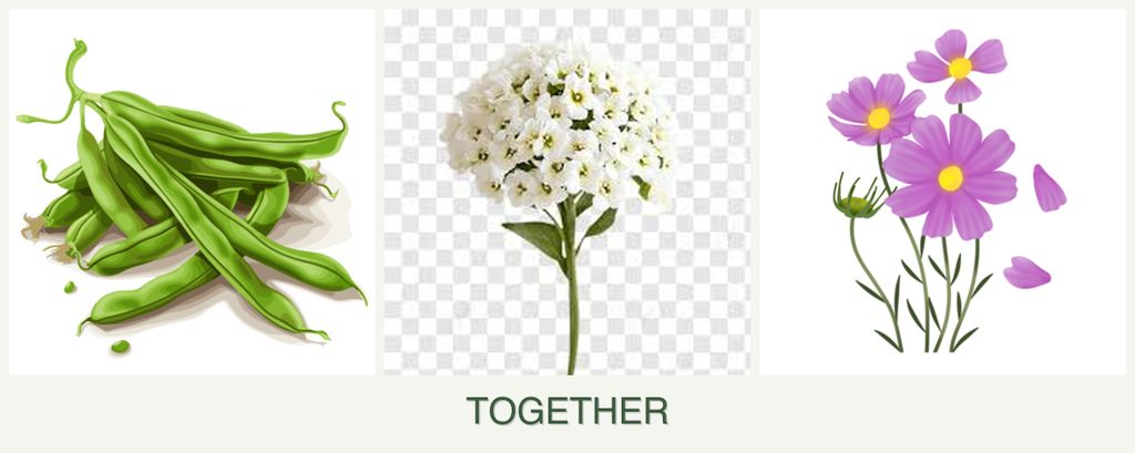 Can you plant beans, alyssum and cosmos together?