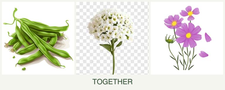 Can you plant beans, alyssum and cosmos together?