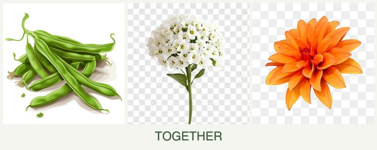 Can you plant beans, alyssum and dahlias together?