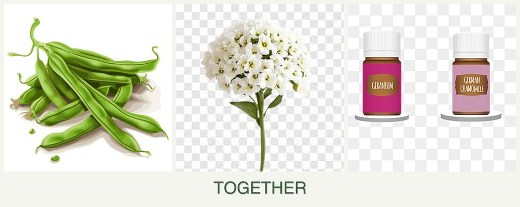 Can you plant beans, alyssum and geraniums together?
