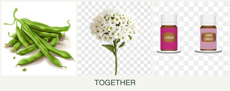 Can you plant beans, alyssum and geraniums together?