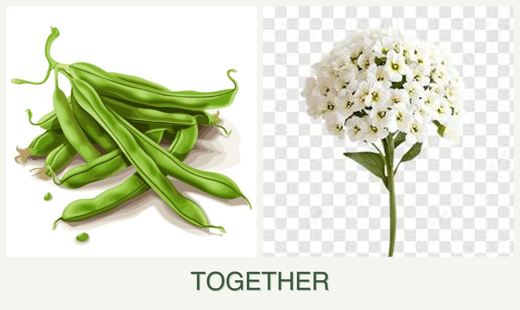 Can you plant beans and alyssum together?
