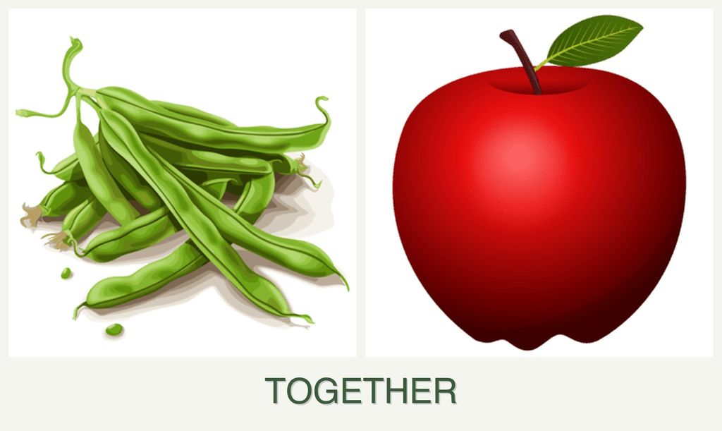 Can you plant beans and apples together?