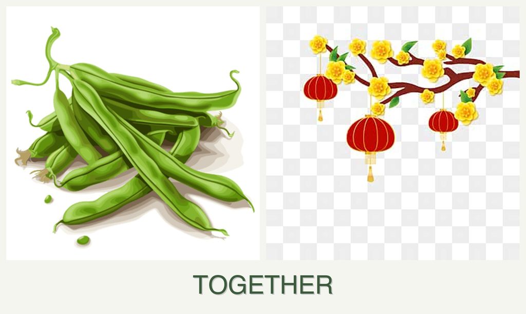 Can you plant beans and apricots together?
