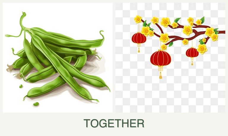 Can you plant beans and apricots together?