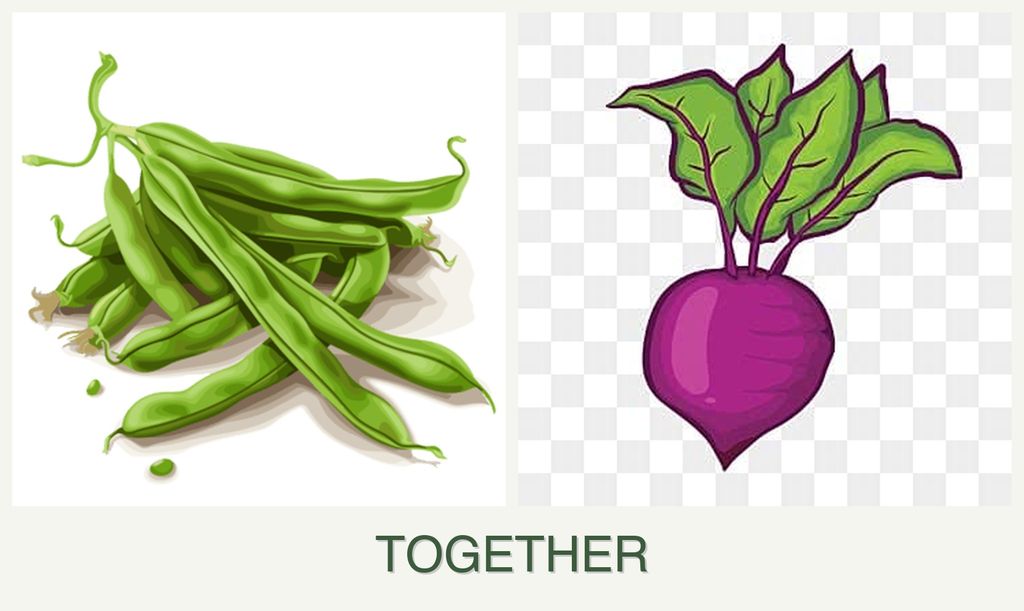 Can you plant beans and beets together?