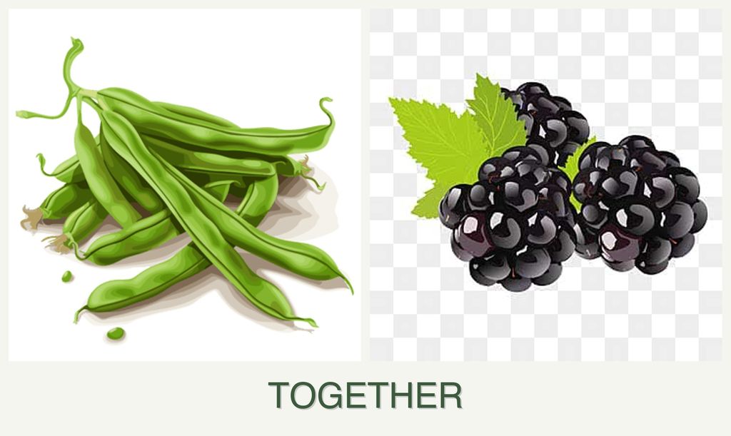 Can you plant beans and blackberries together?