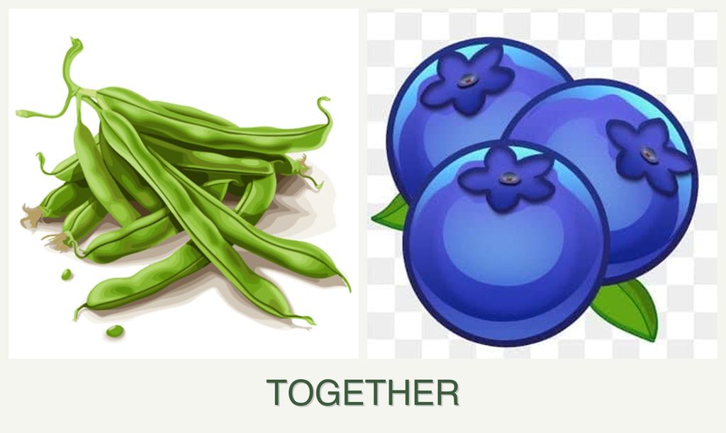 Can you plant beans and blueberries together?