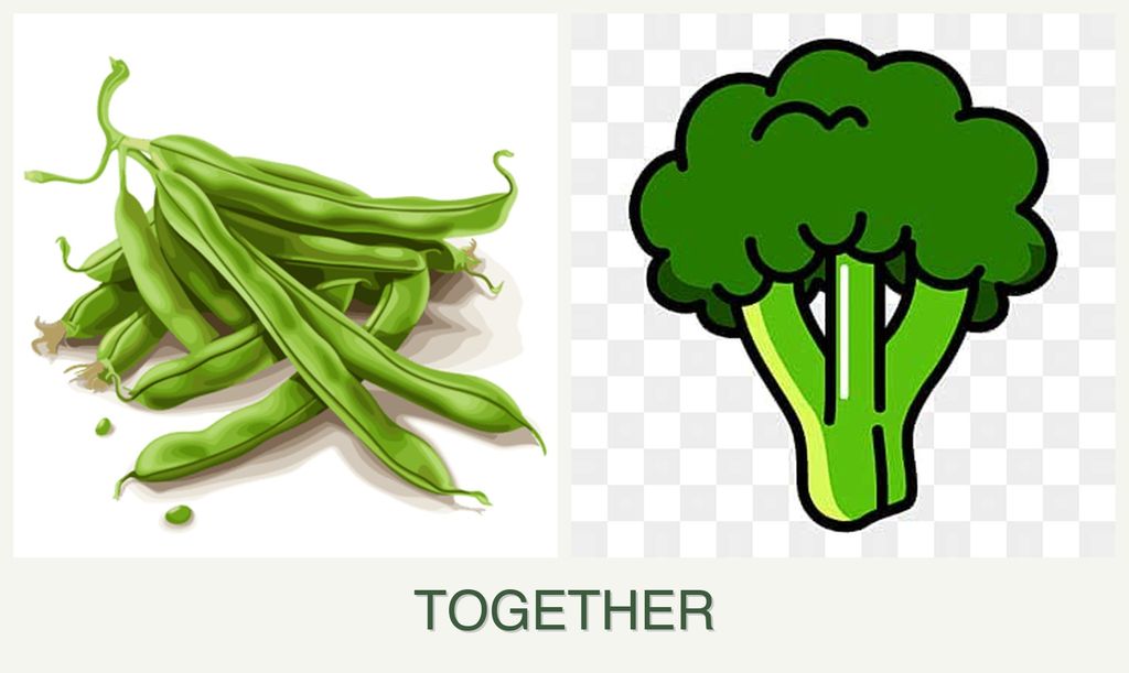 Can you plant beans and broccoli together?