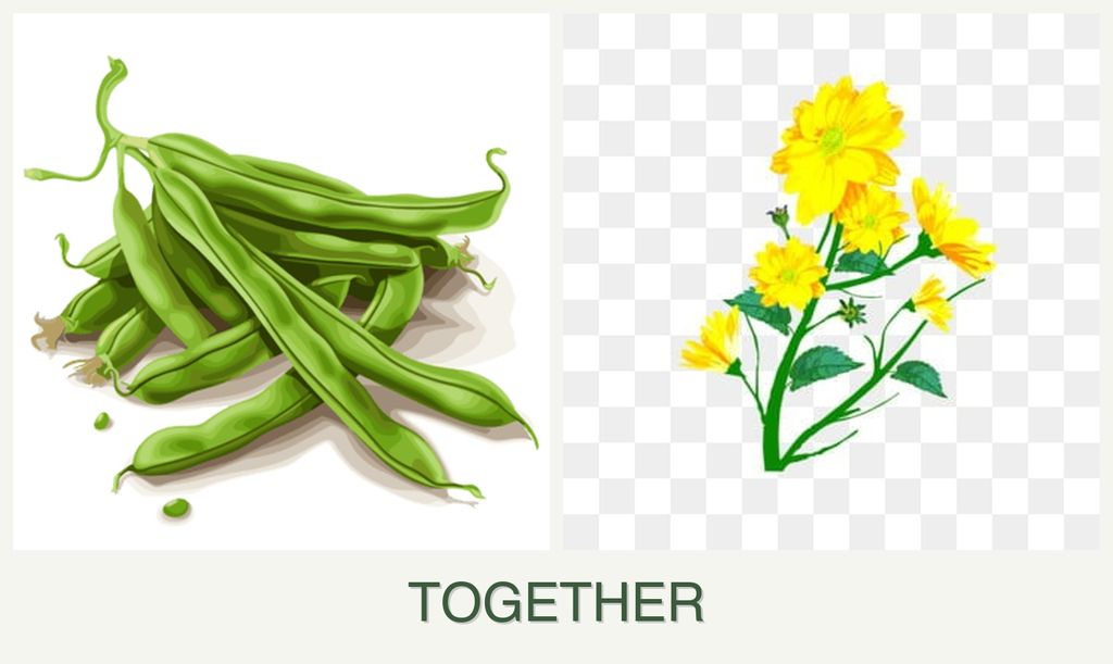 Can you plant beans and calendula together?