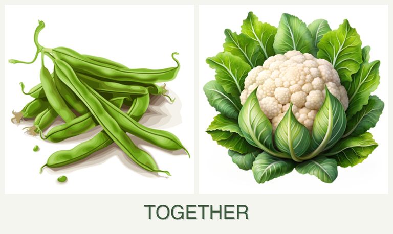 Can you plant beans and cauliflower together?