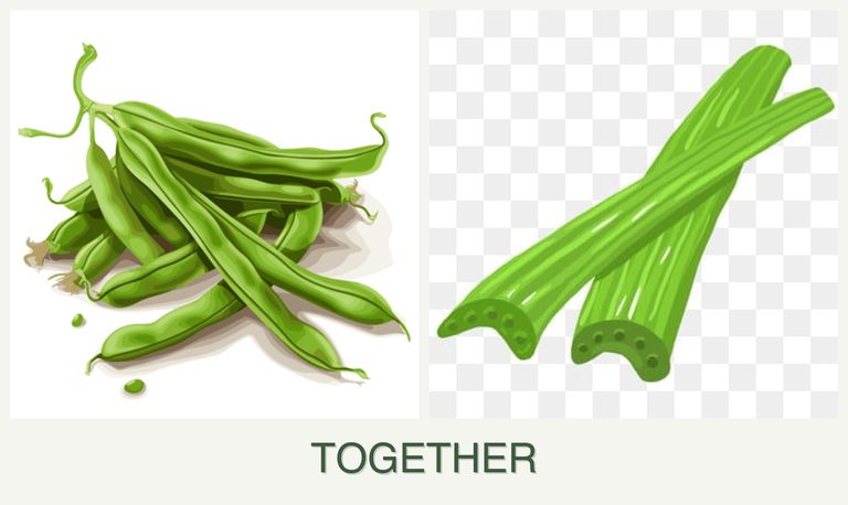 Can you plant beans and celery together?