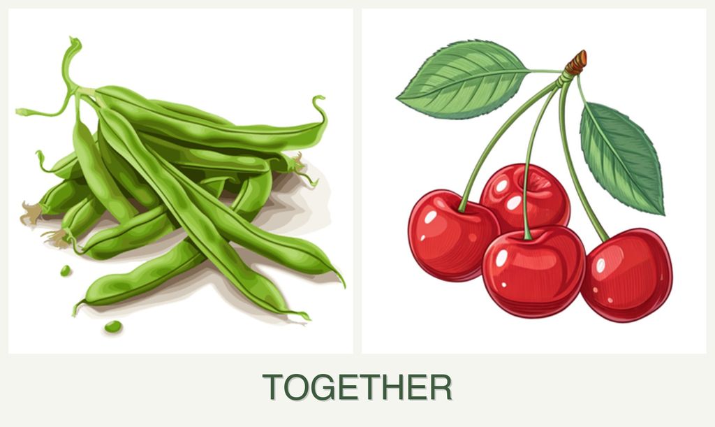 Can you plant beans and cherries together?