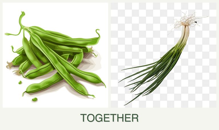 Can you plant beans and chives together?