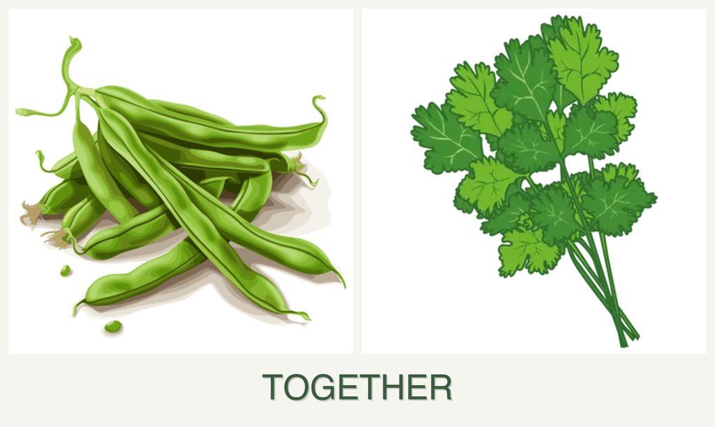 Can you plant beans and cilantro together?